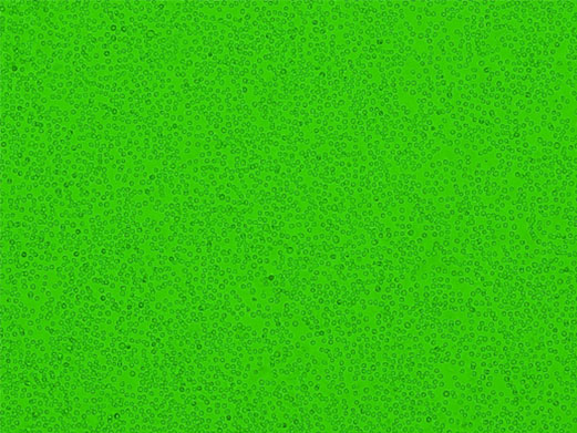 (B) Suspension after processing using CELLNETTA