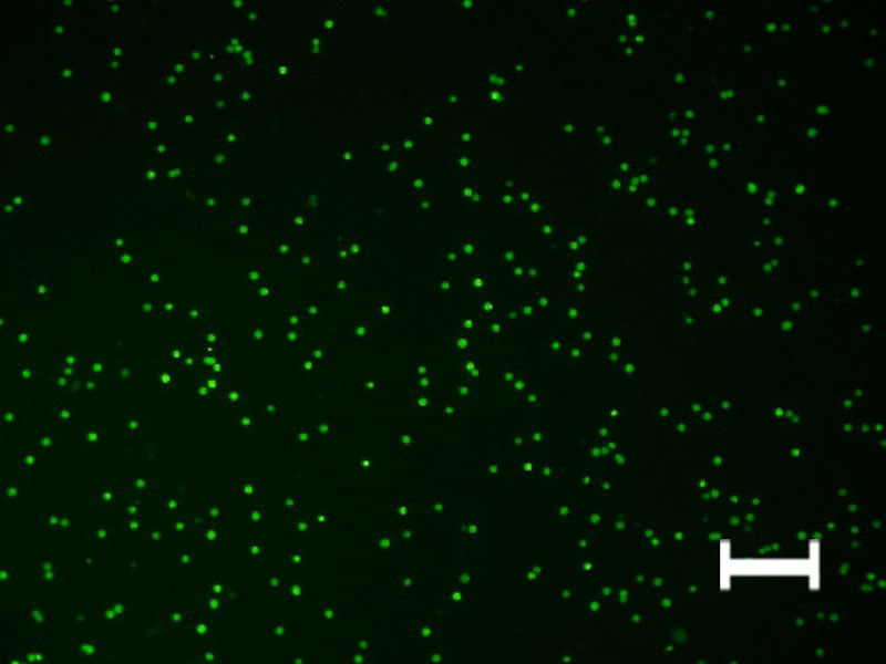 (C) Flow-through using the 15 µm mesh