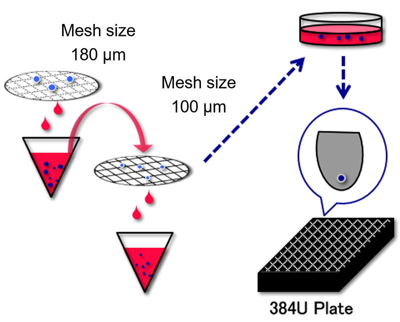 Figure 2: Filter through a 180-µm mesh CELLNETTA and again through a 100-µm mesh CELLNETTA, then recover the spheroids on the meshes, and place them one at a time in a 384-well U-bottom plate.