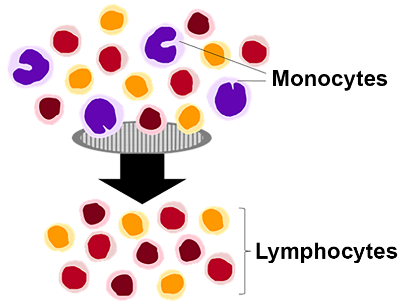 Illustration of lymphocyte fractionation from human PBMCs
