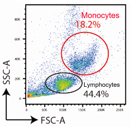 Unprocessed human PBMCs