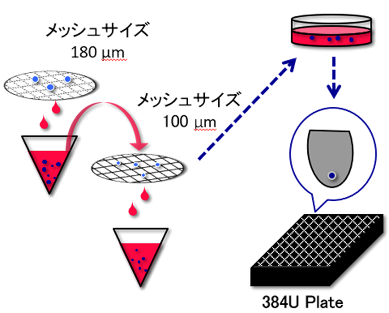 図2:メッシュサイズ180μm,100μmのCELLNETTAで濾過し、メッシュ上に乗ったスフェロイドを回収し、384wellU底プレートに1個ずつ投入します。