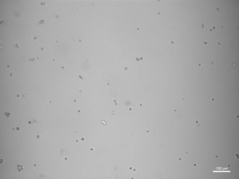 図3:Fraction B