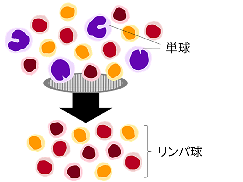 ヒトPBMCからのリンパ球分画のイメージ図