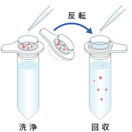 CELLNETTAを使って補足した細胞を回収するイメージ