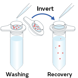 Illustration of recovering retained cells with CELLNETTA